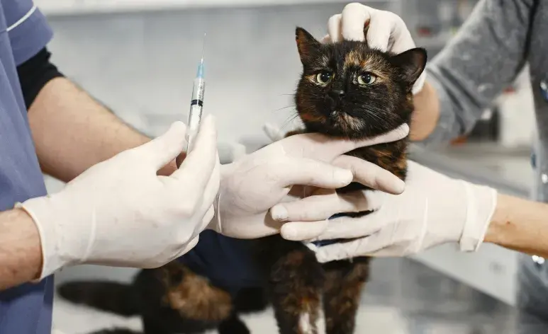 Después de desparasitar a tu gato, este puede tener vómito.