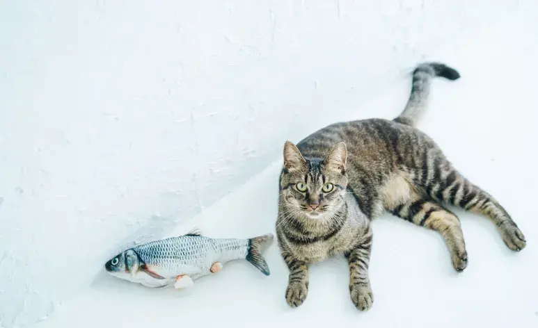 El bacalao es una excelente fuente de proteínas de alta calidad, que son esenciales para los gatos.