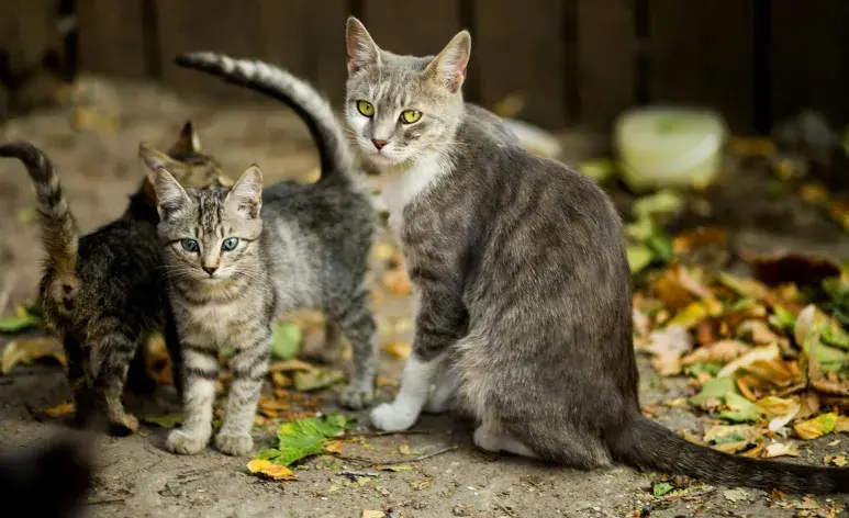 Debido al instinto cazador de los gatos es que muchos animales les temen.