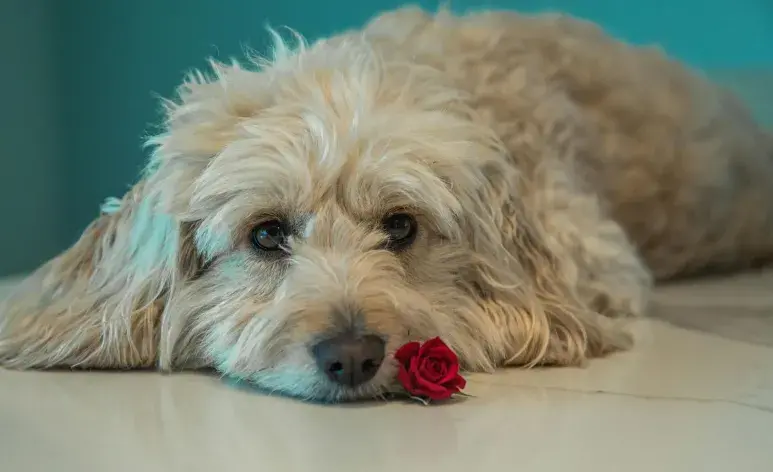 Decirle adiós a tu mascota es un duelo doloroso por la conexión que forman.