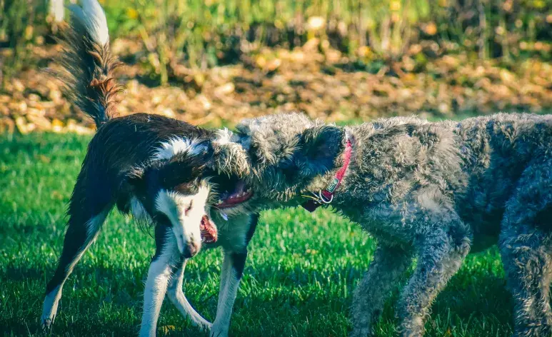 Nunca te pongas frente a un perro con miedo, pues puede responder agresivamente.