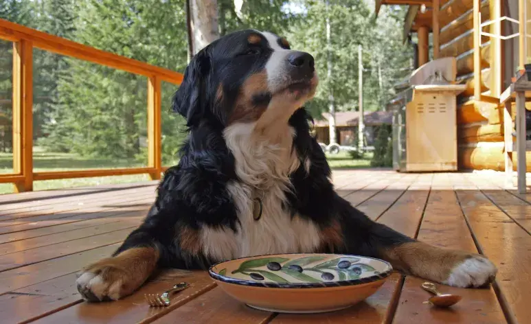 Si tu perro lleva mucho tiempo comiendo el mismo tipo de alimento, es posible que simplemente se haya aburrido.