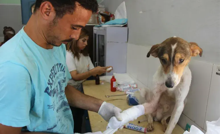 Si tu perro tiene una herida y se puede curar en tu casa, usa jabón suave y agua tibia.