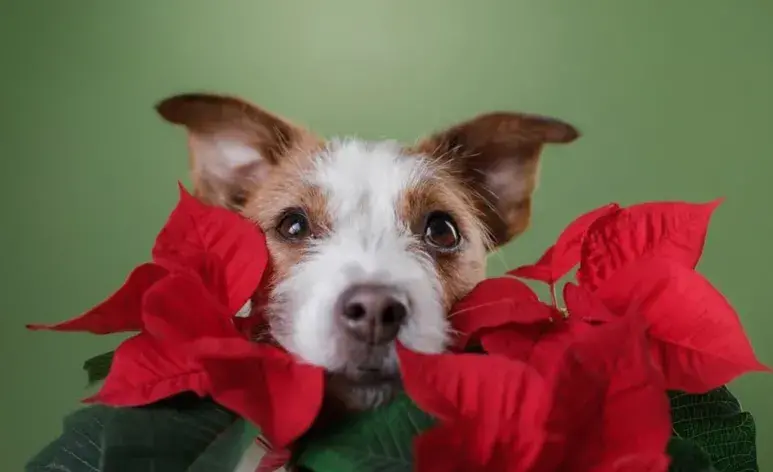 La flor de nochebuena contiene compuestos irritantes, principalmente en su savia.