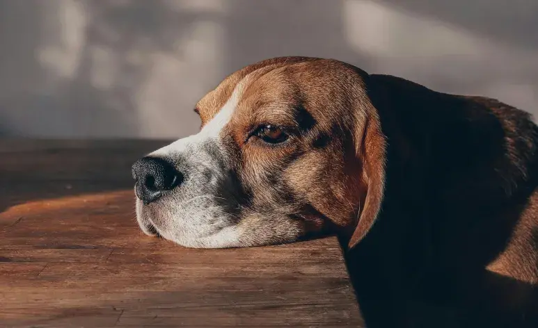 Si por una situación debes dejar solo a tu perro en casa, recuerda dejarle comida y juguetes.