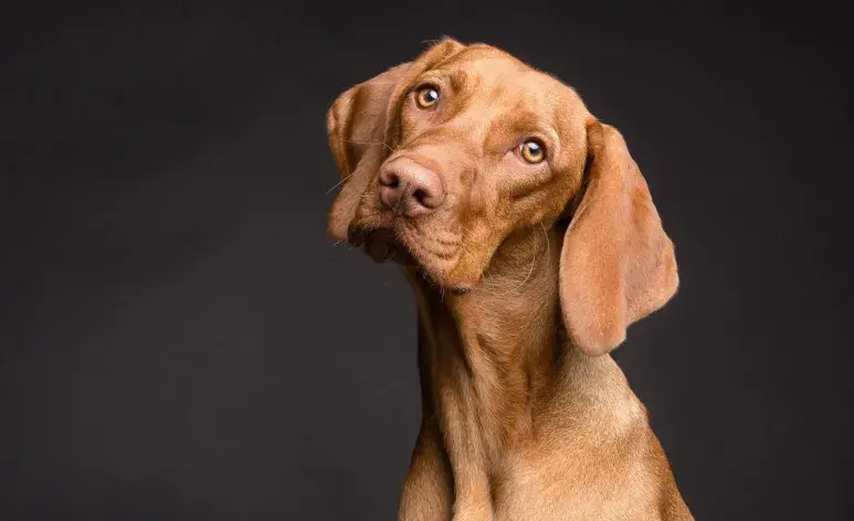 Los perros poseen sentidos altamente desarrollados, especialmente el oído y el olfato.