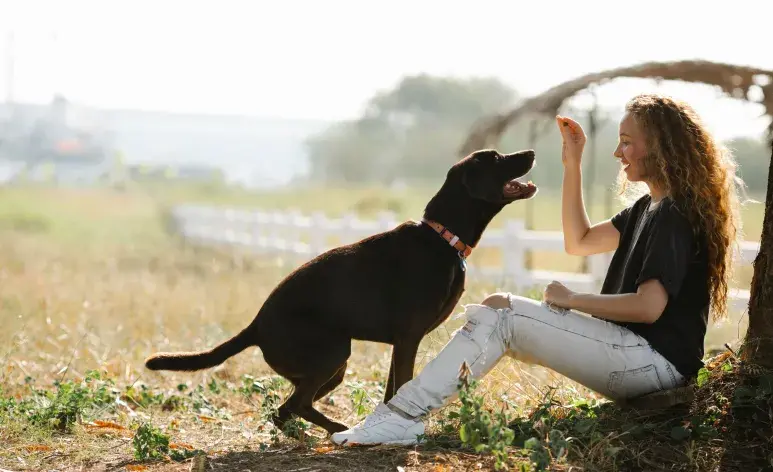 La capacidad de los perros para distinguir cantidades proviene de una parte específica de su cerebro.