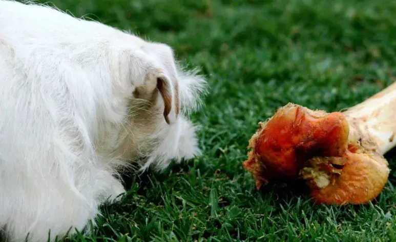 Huesos peligrosos para perros: guía rápida.