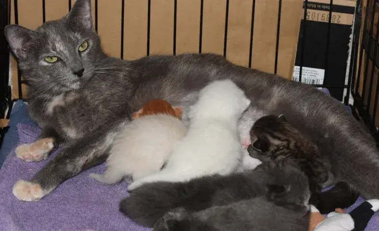 Si su gato tiene problemas para dar a luz, llame a su veterinario de inmediato.