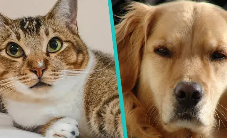 ¿Quiénes son mas celosos, los perros o los gatos?