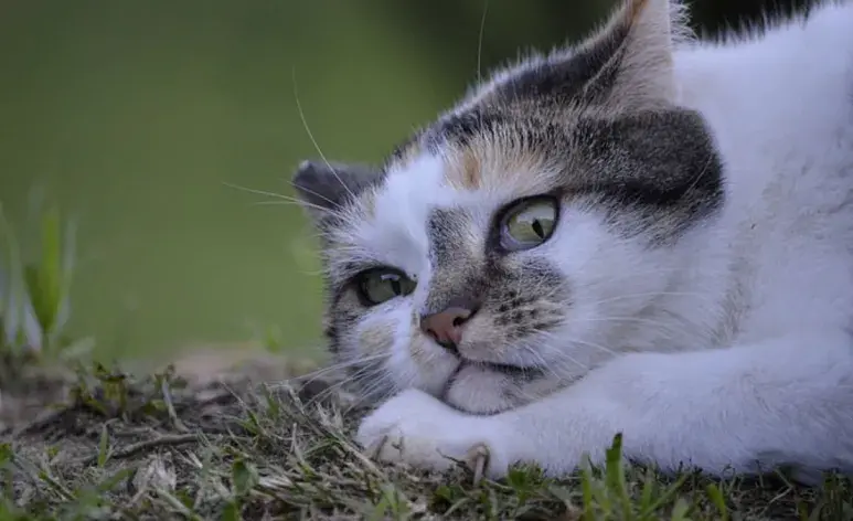 5 cosas que los gatos odian y deberías evitar