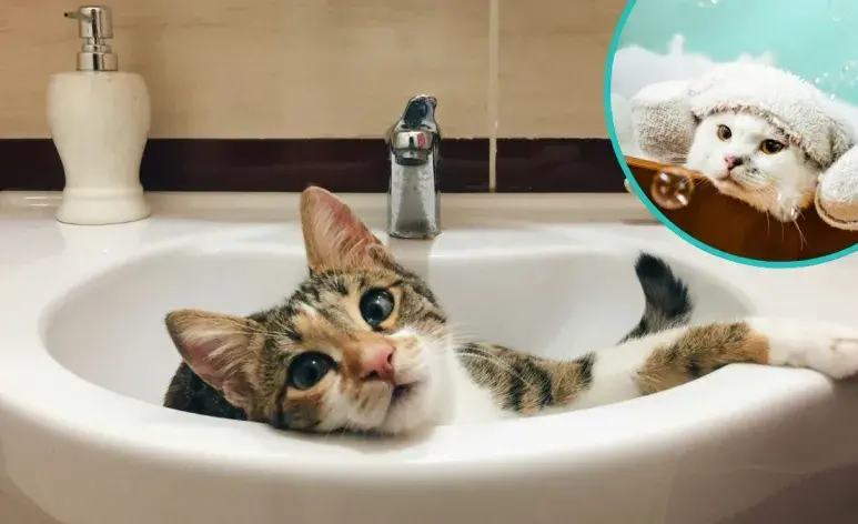 Cómo mantener a un gato limpio sin tener que bañarlo