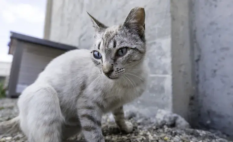 El abandono de mascotas suele estar ligado a una combinación de factores. 