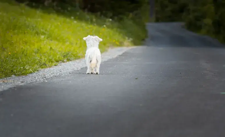 Los perros recuerdan rutas, puntos de referencia y caminos que han recorrido anteriormente. 