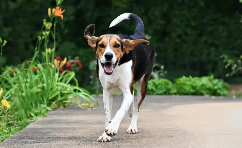 El ejercicio diario es esencial para que tu perro libere energía acumulada. 