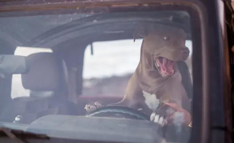 El primer motivo para no llevar a tu perro adelante tiene que ver con su seguridad. 