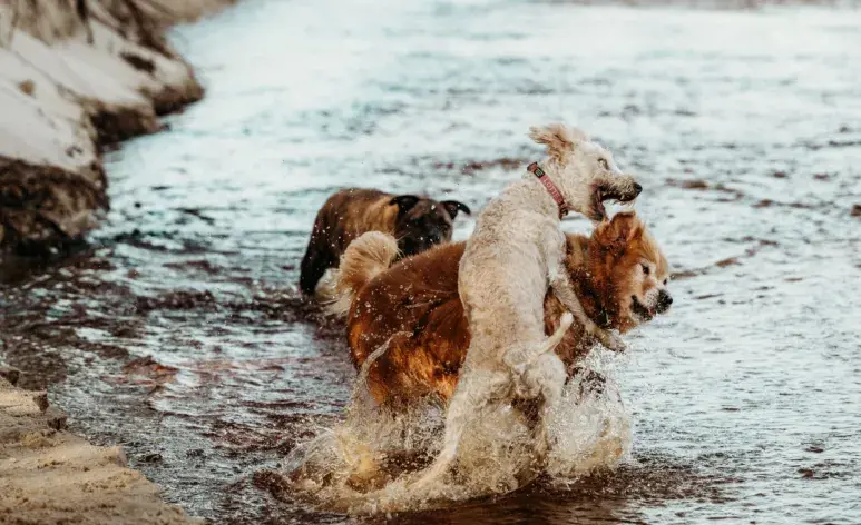 Algo curioso es que los perros domésticos suelen aparearse durante todo el año.