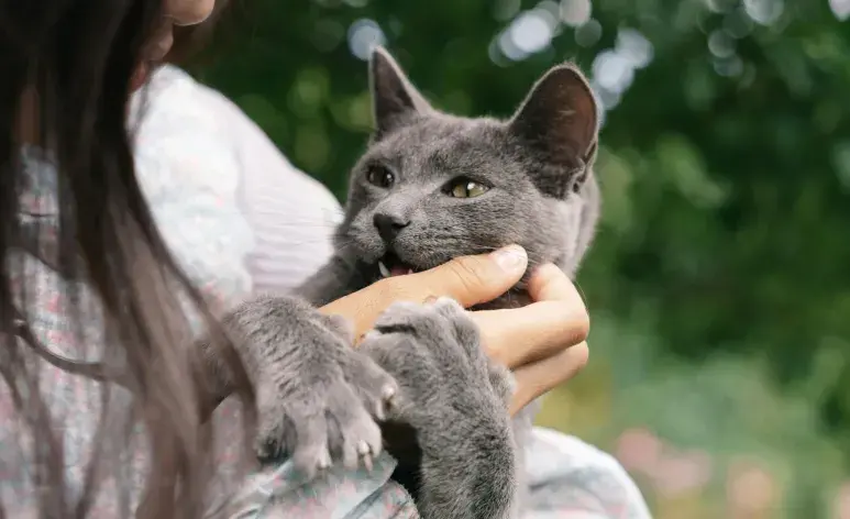 A veces el que tu gato te ataque no quiere decir que le caigas mal.