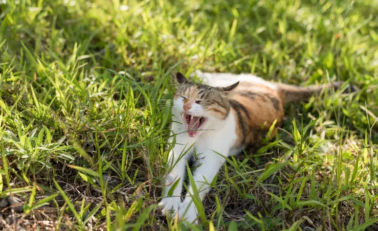 El gato del pajonal (Leopardus pajeros) es un pariente lejano de nuestros felinos domésticos.