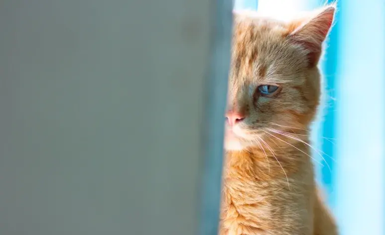 Este ruido tan particular está relacionado con necesidades o emociones del felino.