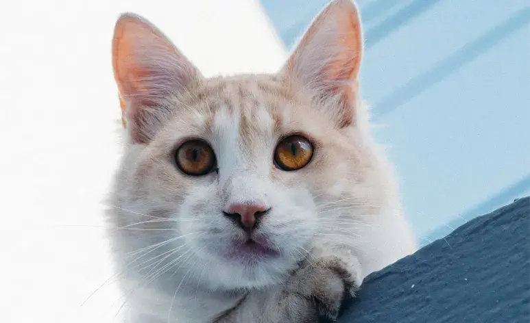 Si tu gato tiene los ojos rojos se pueden tratar de conjuntivitis.