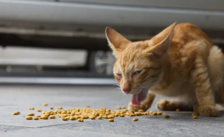 Muchos gatos, especialmente si son muy comelones, tienden a engullir su comida. 