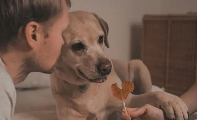 La diabetes en perros y gatos se experimenta diferente. Atención a estos síntomas.