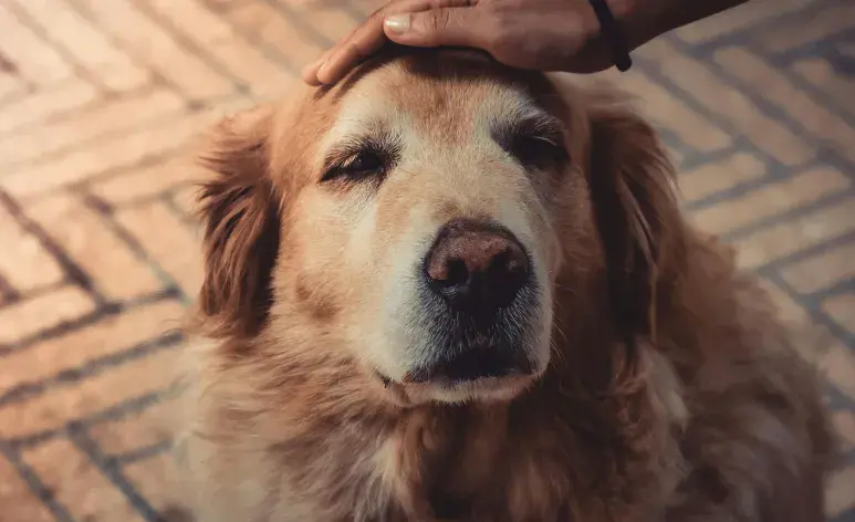 Si tu perro ya necesita ayuda hasta para ir al baño, es hora de hablarlo con tu veterinario.