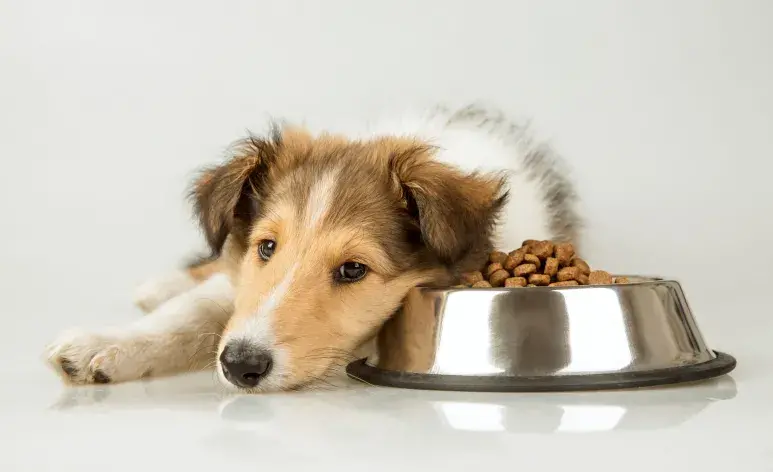  Los días muy calurosos pueden reducir el hambre de tu perro.