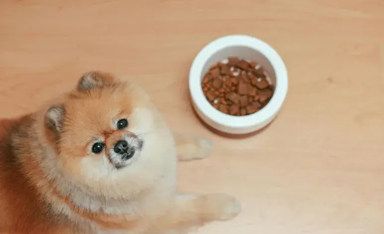 Los perros dejan de comer por problemas renales o digestivos.