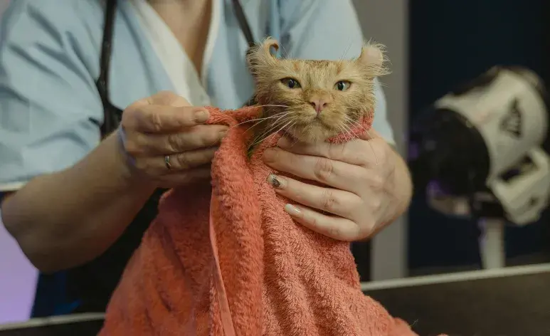 Los gatos se arrancan el pelo por estrés.