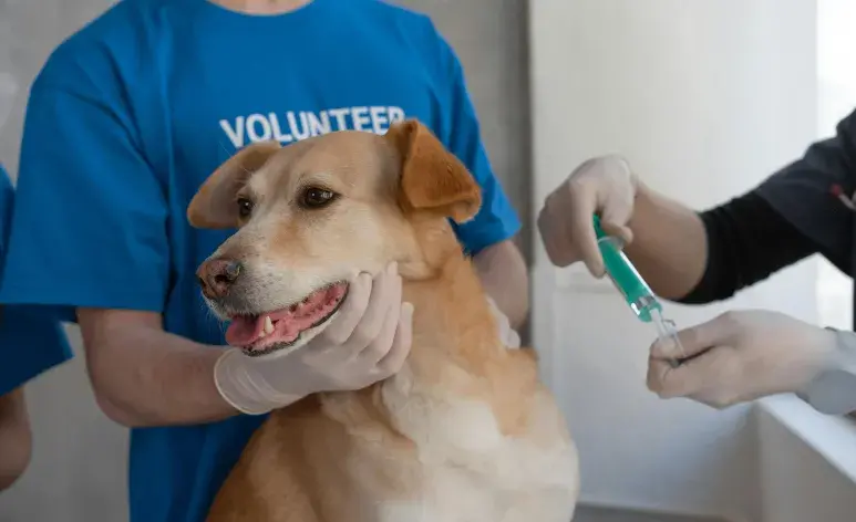 Gracias a las vacunas, han bajado los niveles de distemper en Chile.