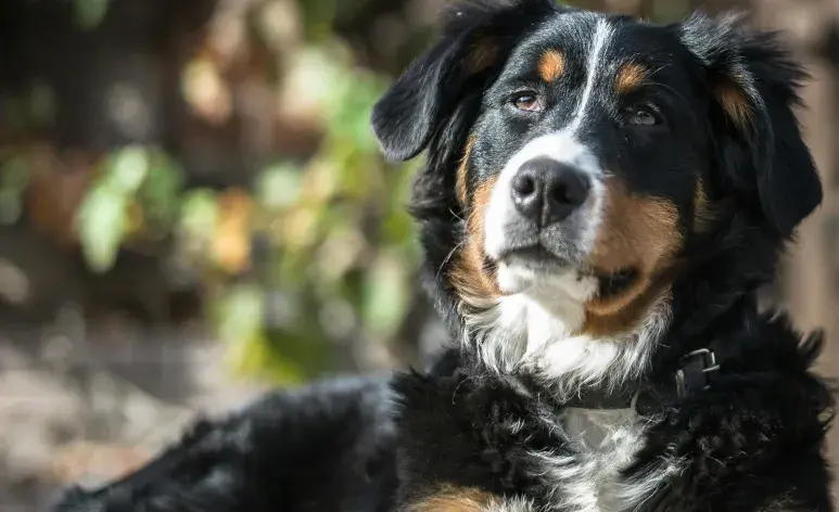 Adoptar a un perro senil te garantiza más amor y fidelidad.