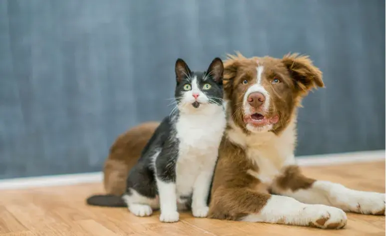 Este día es ideal para promover la adopción responsable y la esterilización.