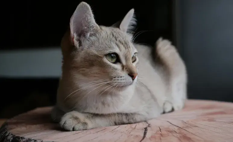 La demencia en gatos se desarrolla gradualmente.