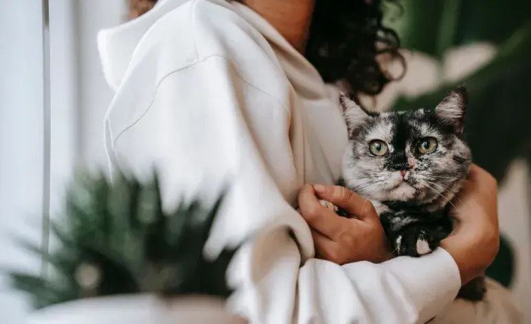 La esterilización juega un papel crucial en el temperamento de los gatos. 