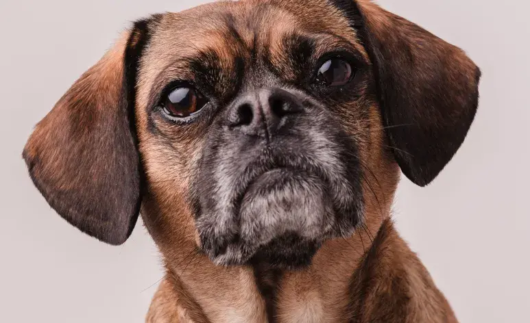 Si tu perro piede los dientes, que cambiarle el alimento.