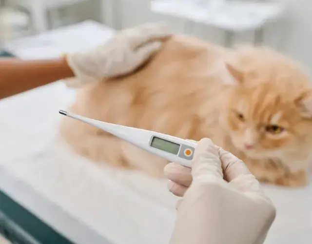 Gato amarelo no veterinário medindo a temperaura