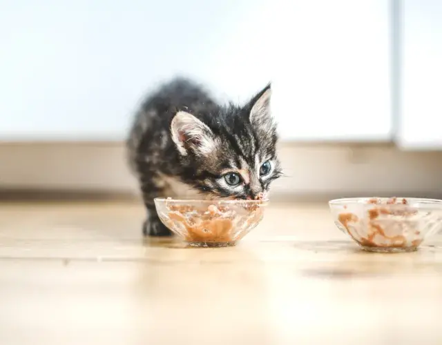 gatinho filhote comendo sachê