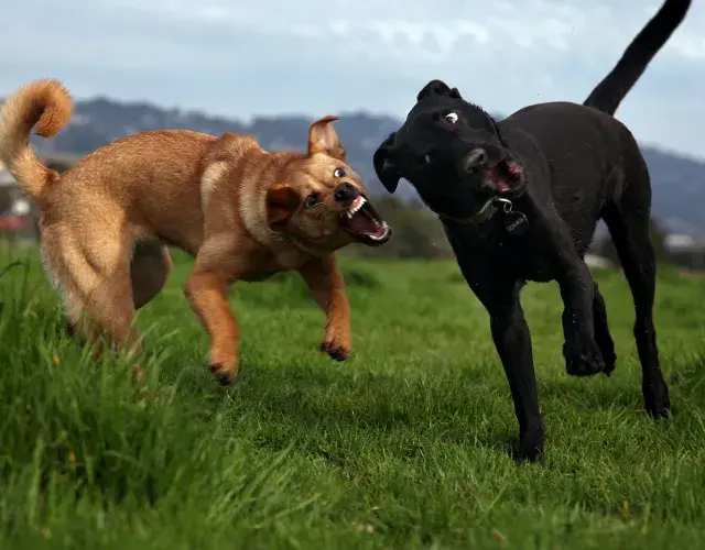 briga de cachorro