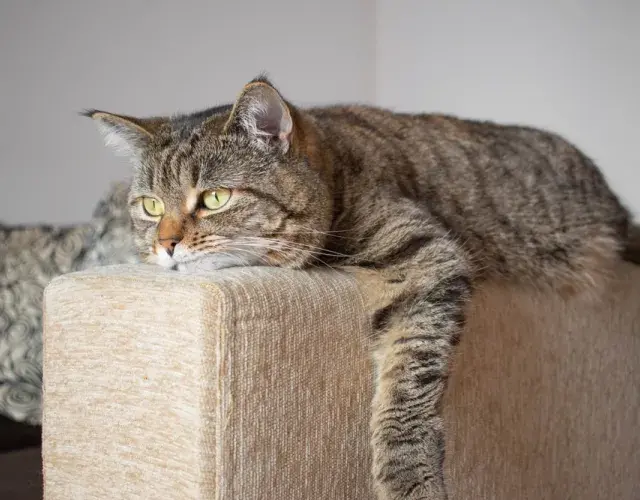 Gato triste deitado no sofá