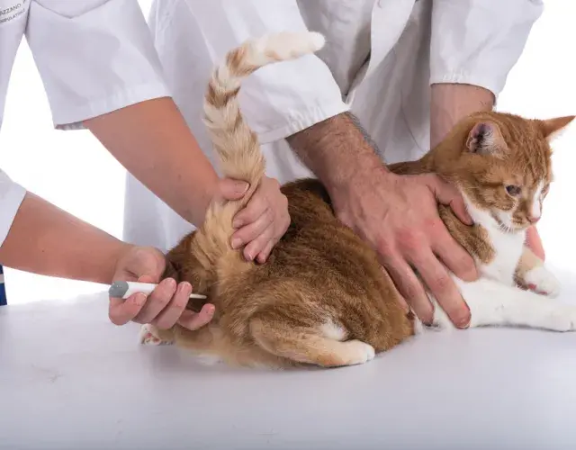 veterinários medindo temperatura de gato