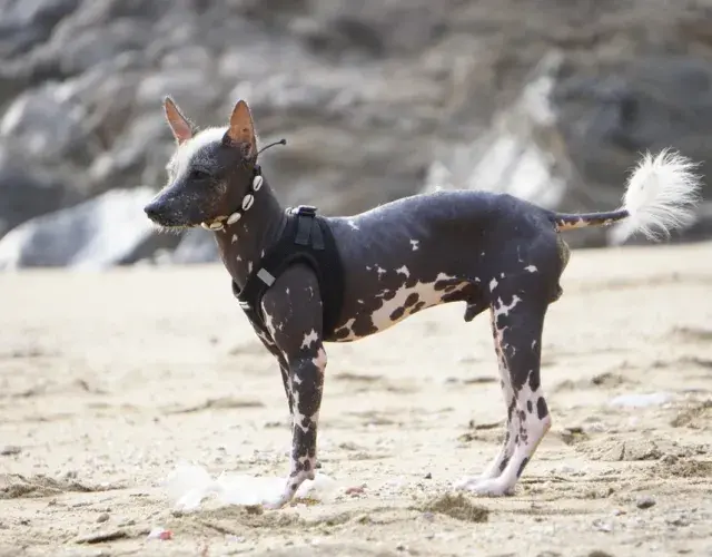 Xoloitzcuintle na água