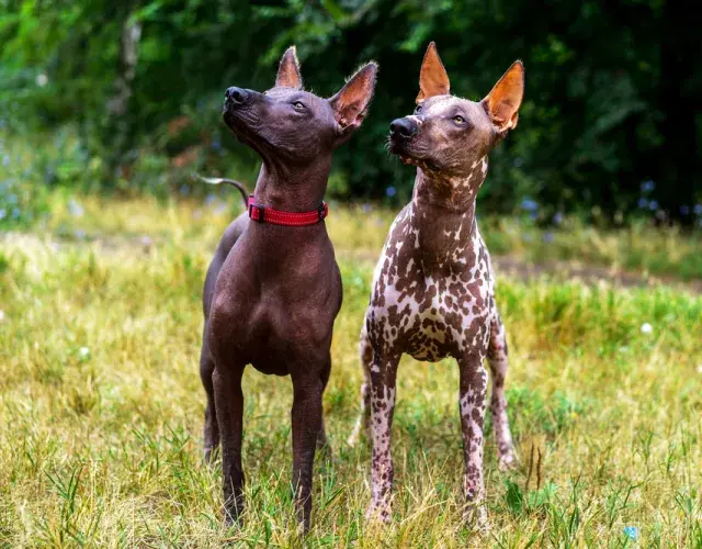 2 Xoloitzcuintle, um marrom e outro pintado