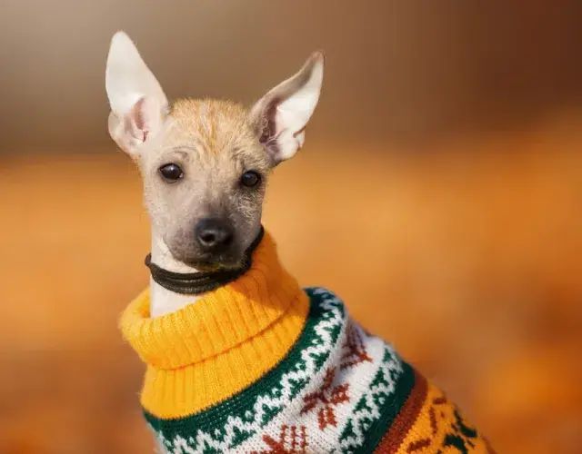 Xoloitzcuintle de roupa