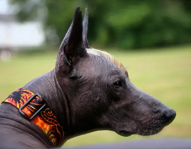 Xoloitzcuintle de coleira