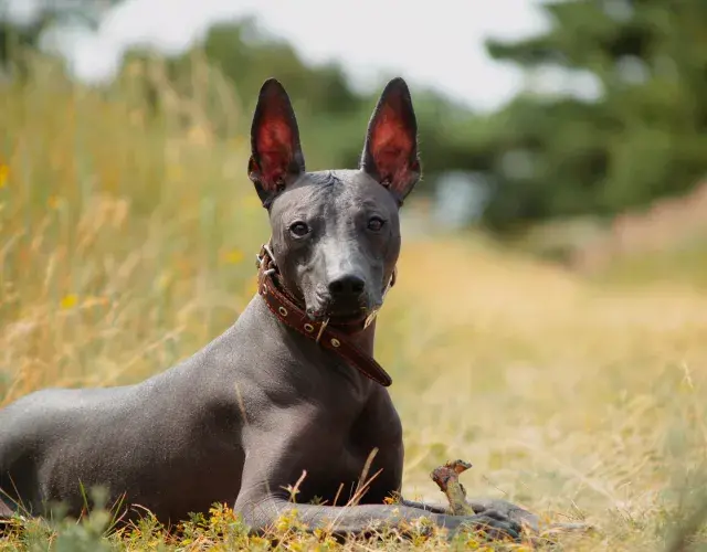 Xoloitzcuintle deitado ao ar livre