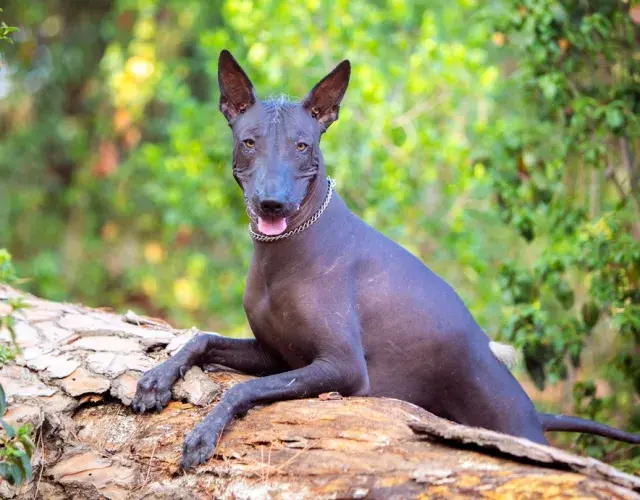 Xoloitzcuintle em cima de um tronco