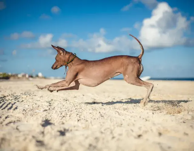 Xoloitzcuintle correndo na praia