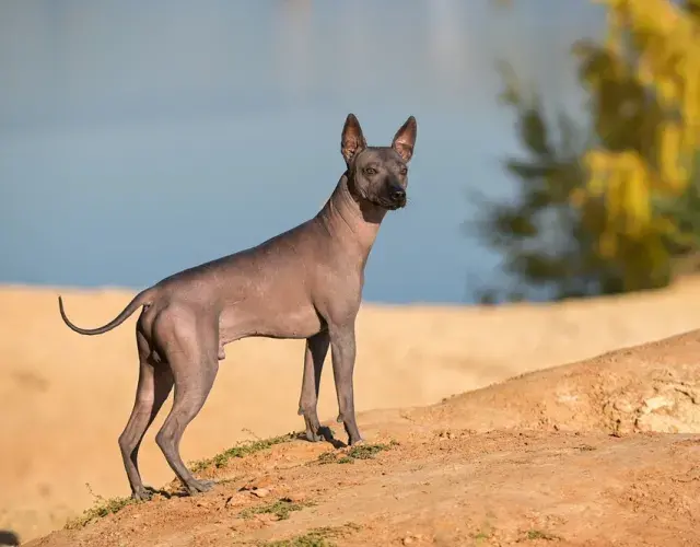 Xoloitzcuintleem pé na areia